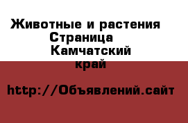  Животные и растения - Страница 8 . Камчатский край